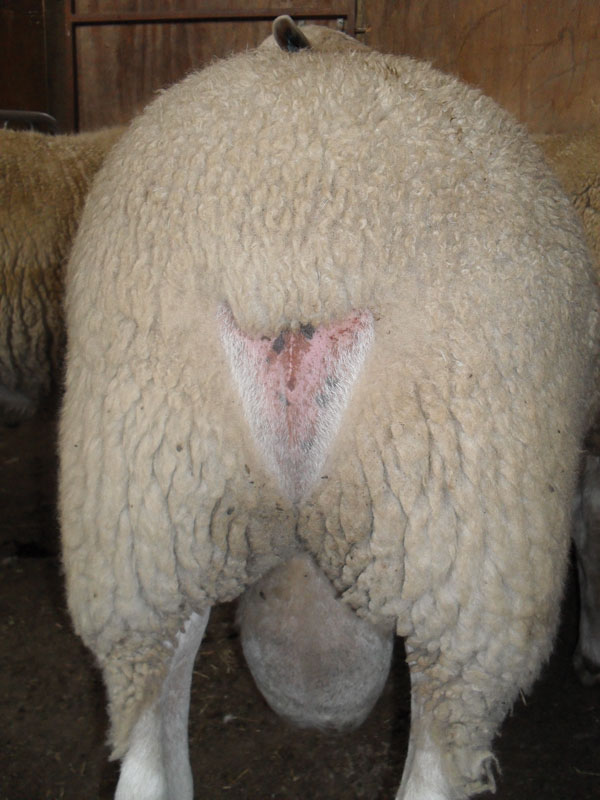 The-Ideal-Ram