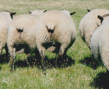 SCN_0001-cropped.jpg