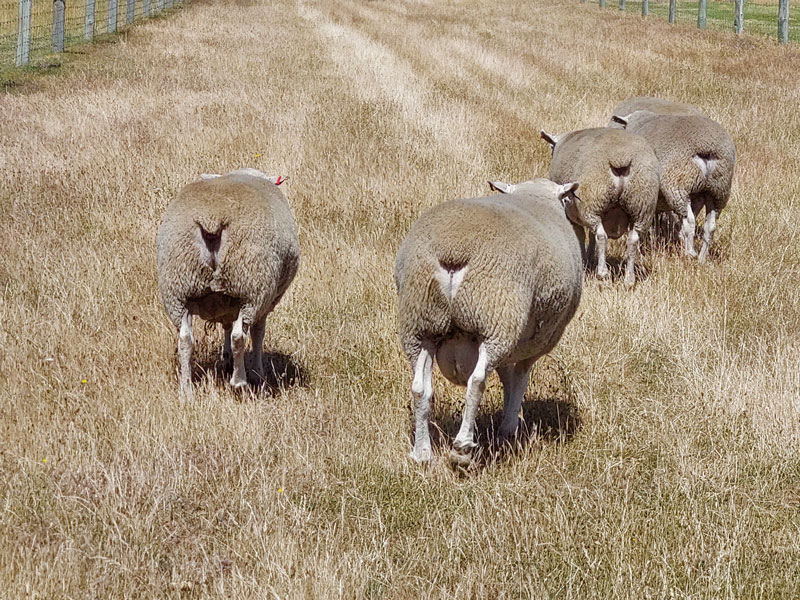 Snow-Rams