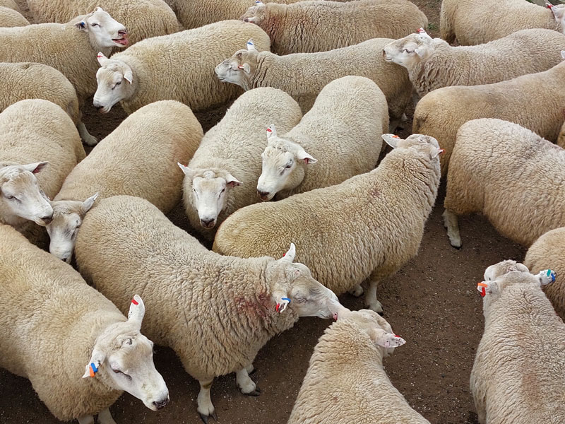 Snowline-Rams-2